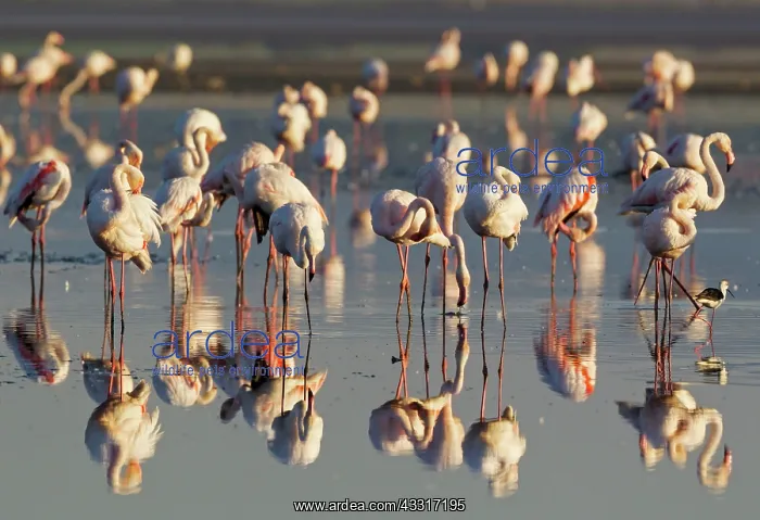 : Greater Flamingo - preening : Greater Flamingo - preening
