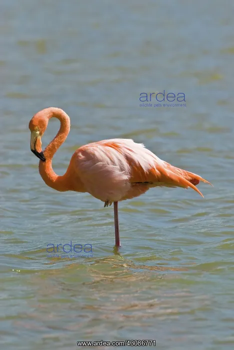 : Greater flamingo preening in lagoon : Greater flamingo preening in lagoon