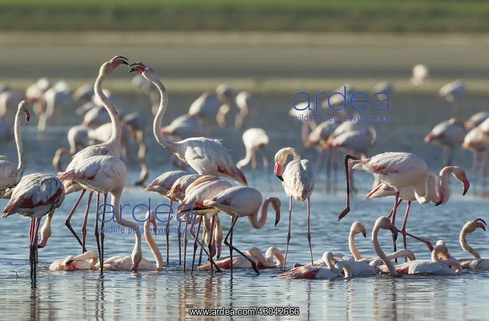 : Greater Flamingo - quarrel between two birds while : Greater Flamingo - quarrel between two birds while