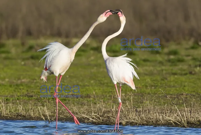 : Greater Flamingo - quarrel between two birds : Greater Flamingo - quarrel between two birds
