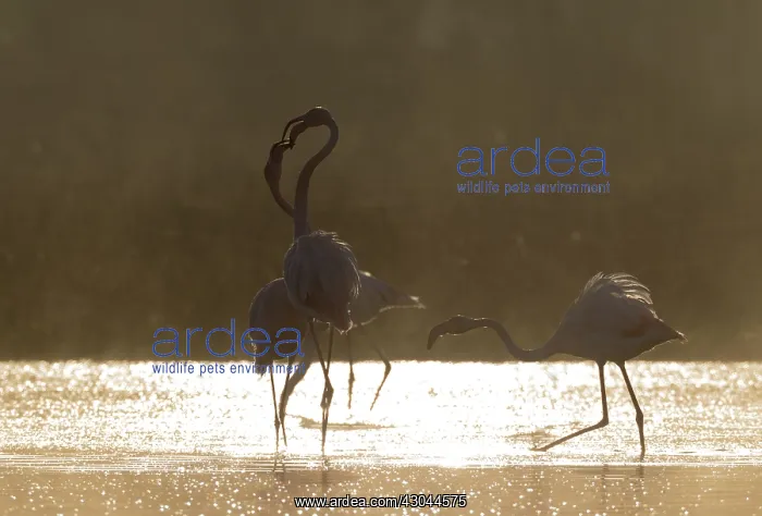 : Greater Flamingo - quarrel between two birds : Greater Flamingo - quarrel between two birds