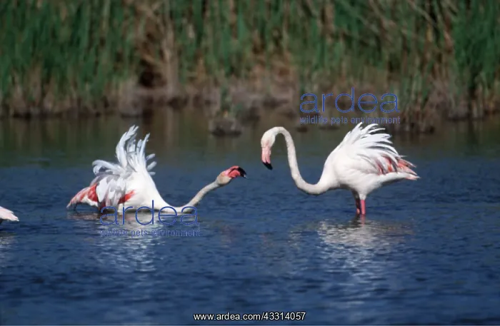: GREATER FLAMINGO - quarrelling : GREATER FLAMINGO - quarrelling