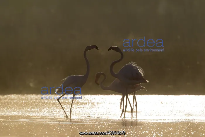 : Greater Flamingo - quarrelling at a cold and : Greater Flamingo - quarrelling at a cold and