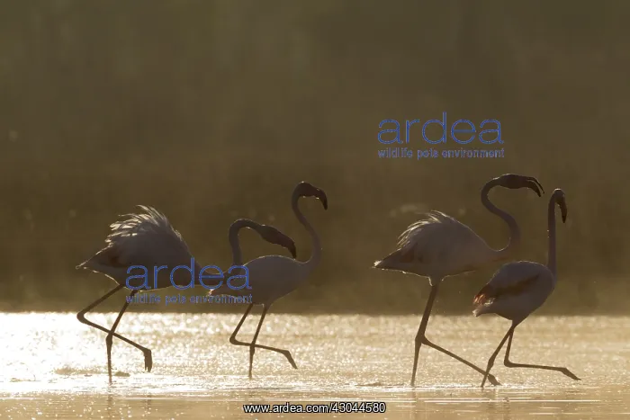  : Greater Flamingo - quarrelling at a cold and