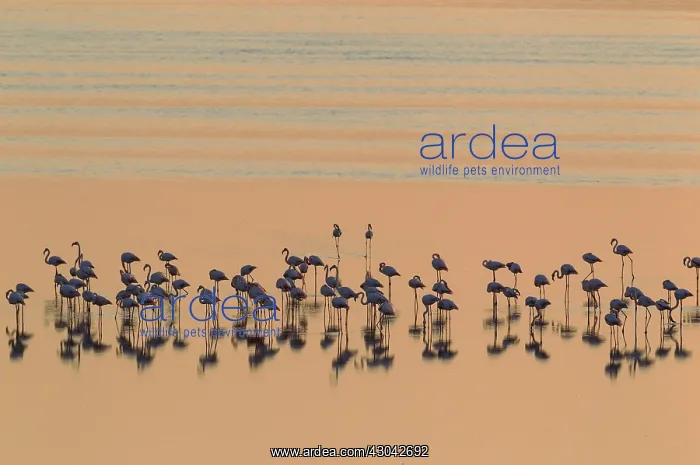 : Greater Flamingo - resting at dusk at the Laguna : Greater Flamingo - resting at dusk at the Laguna
