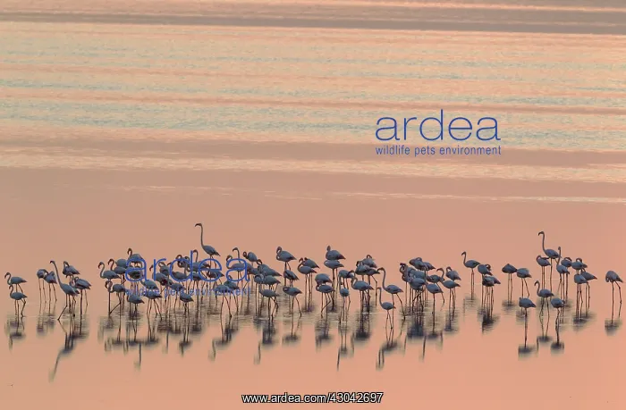 : Greater Flamingo - resting at dusk at the Laguna : Greater Flamingo - resting at dusk at the Laguna