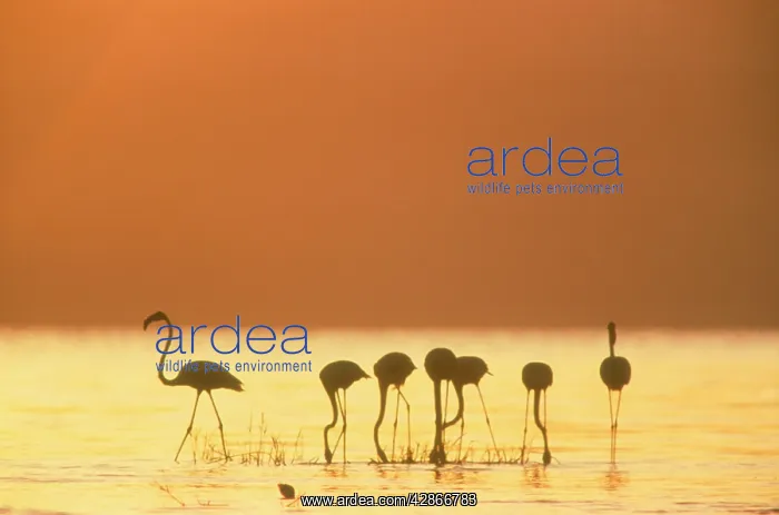 : Greater Flamingo - Silhouette of seven birds in : Greater Flamingo - Silhouette of seven birds in