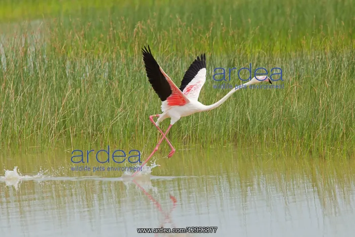 : Greater Flamingo - single adult taking flight from lagoon : Greater Flamingo - single adult taking flight from lagoon