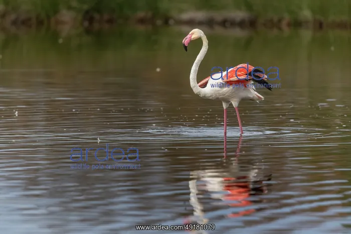  : Greater Flamingo - Spain