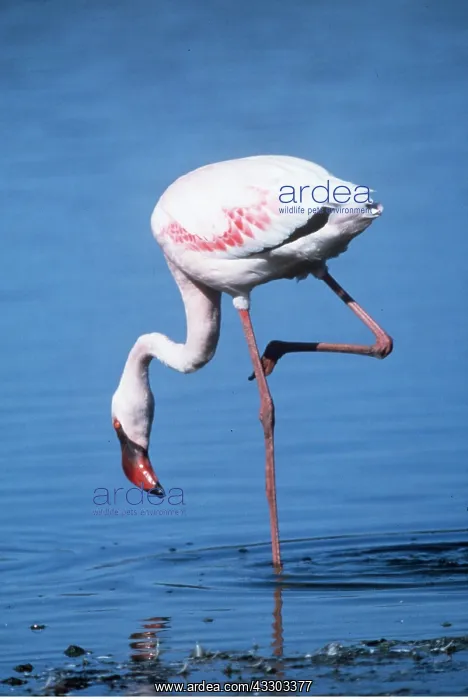 : GREATER FLAMINGO - standing on one leg : GREATER FLAMINGO - standing on one leg