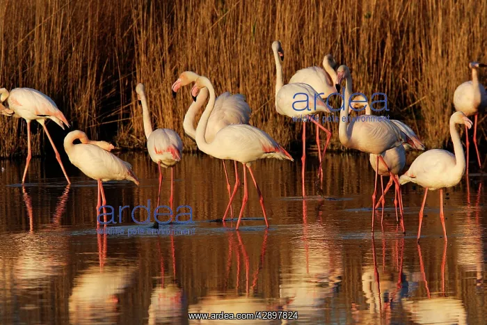 : Greater Flamingo - standing in water : Greater Flamingo - standing in water