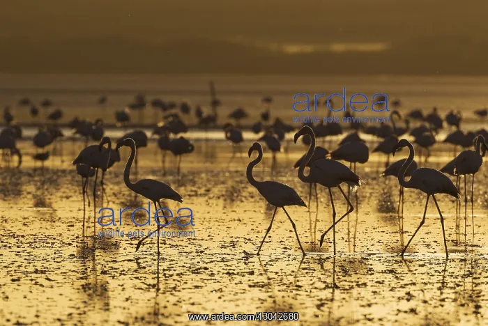 : Greater Flamingo - at sunset at the Laguna de Fuente : Greater Flamingo - at sunset at the Laguna de Fuente