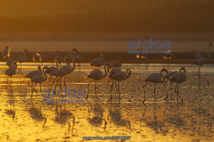 : Greater Flamingo - at sunset at the Laguna de Fuente : Greater Flamingo - at sunset at the Laguna de Fuente
