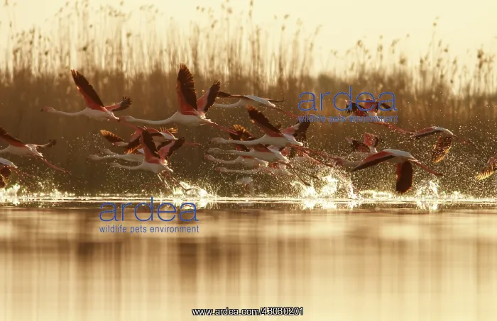 : Greater Flamingo taking off from marsh Castile-La : Greater Flamingo taking off from marsh Castile-La