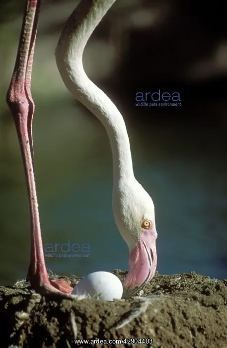 : Greater FLAMINGO - turning egg, at nest : Greater FLAMINGO - turning egg, at nest