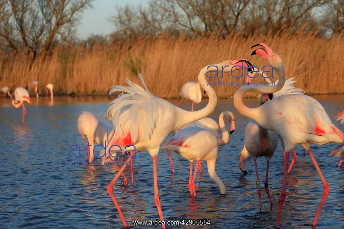 : Greater Flamingo - two. Pont-de-Gau ornithological park : Greater Flamingo - two. Pont-de-Gau ornithological park