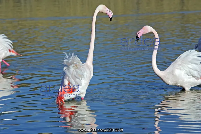 : Greater Flamingo - two in water : Greater Flamingo - two in water