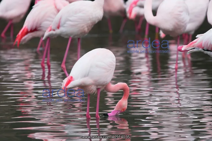 : Greater Flamingo - in water : Greater Flamingo - in water