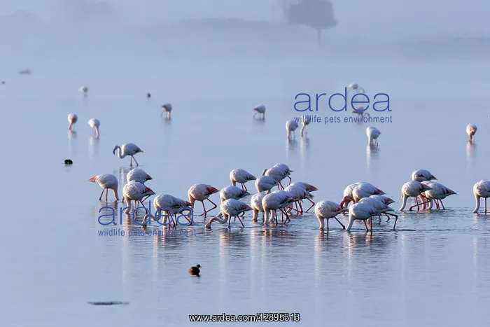 : Greater Flamingo - in water feeding : Greater Flamingo - in water feeding