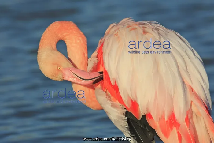 : Greater Flamingo - in water grooming : Greater Flamingo - in water grooming