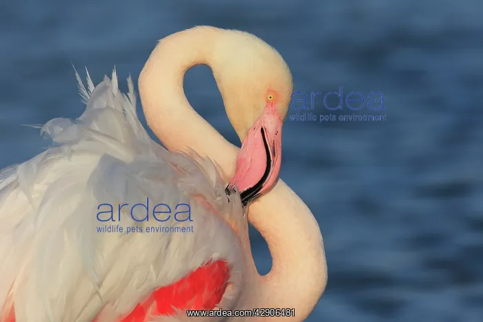 : Greater Flamingo - in water grooming : Greater Flamingo - in water grooming