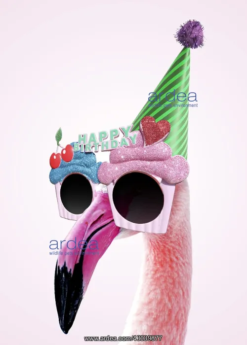 : Greater Flamingo wearing happy birthday sun-glasses : Greater Flamingo wearing happy birthday sun-glasses