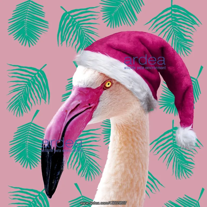  : Greater Flamingo wearing pink Christmas hat