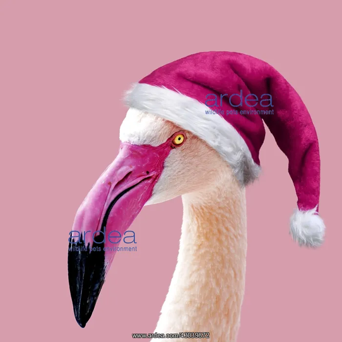  : Greater Flamingo wearing pink Christmas hat
