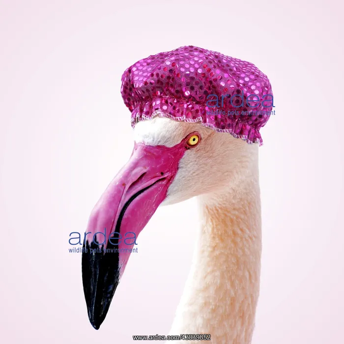  : Greater Flamingo wearing pink shower cap