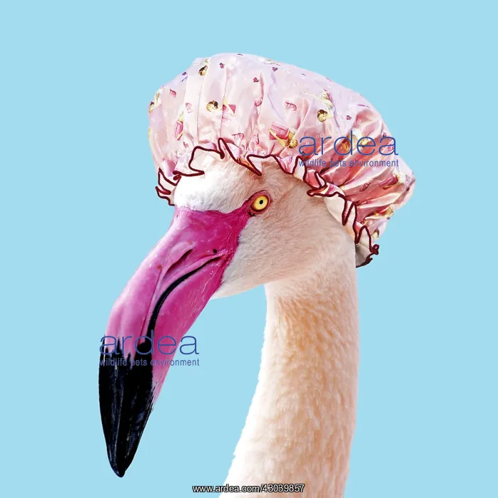  : Greater Flamingo wearing pink shower cap