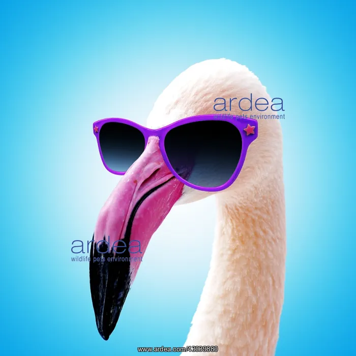  : Greater Flamingo wearing sun-glasses