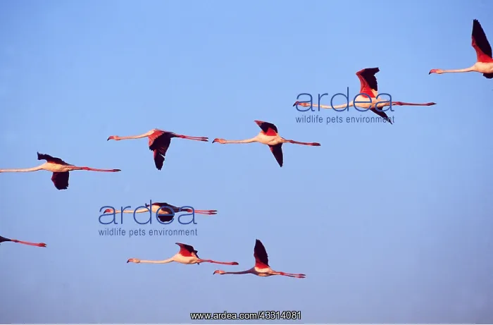 : GREATER FLAMINGO - x eight, flock in flight : GREATER FLAMINGO - x eight, flock in flight