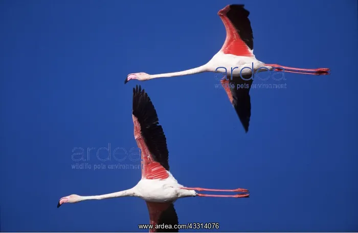 : Greater FLAMINGO - x two in flight : Greater FLAMINGO - x two in flight