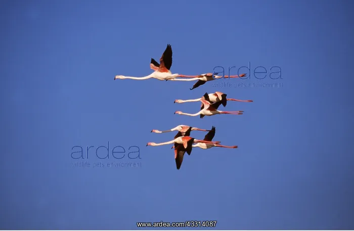 : GREATER FLAMINGO - x six, flock in flight : GREATER FLAMINGO - x six, flock in flight
