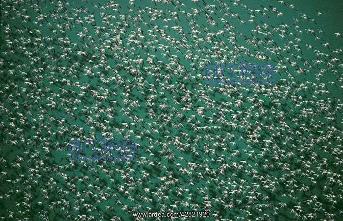 : Greater Flamingoes - In flight over Makgadikgadi Pans : Greater Flamingoes - In flight over Makgadikgadi Pans