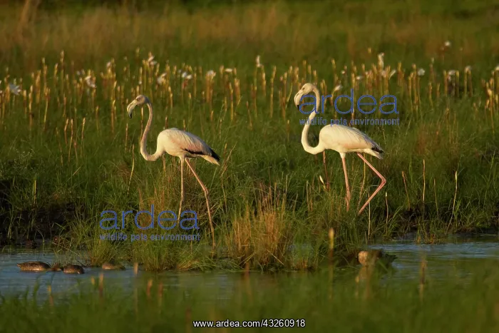 : Greater Flamingoes (Phoenicopterus roseus) : Greater Flamingoes (Phoenicopterus roseus)