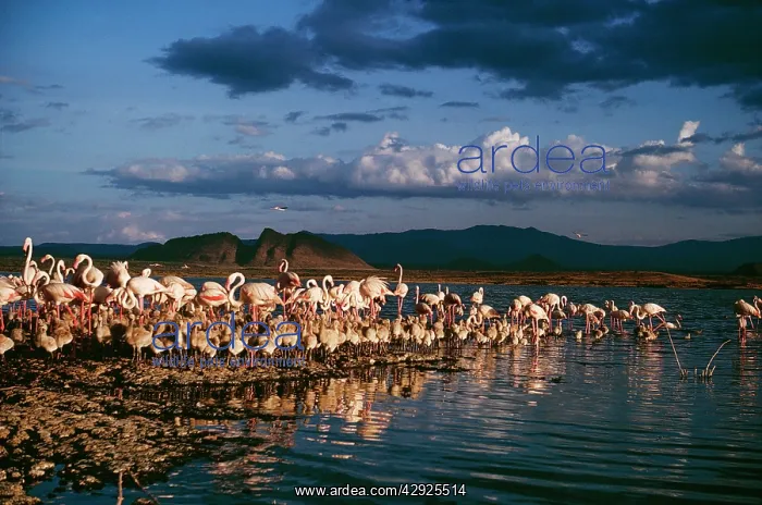 : Greater FLAMINGOS : Greater FLAMINGOS