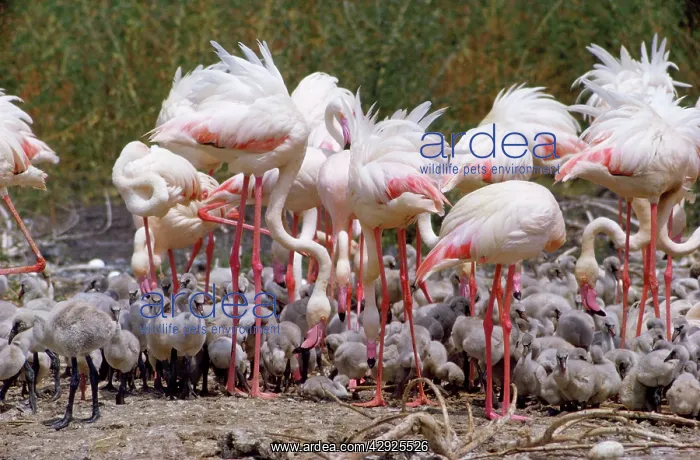  : GREATER FLAMINGOS