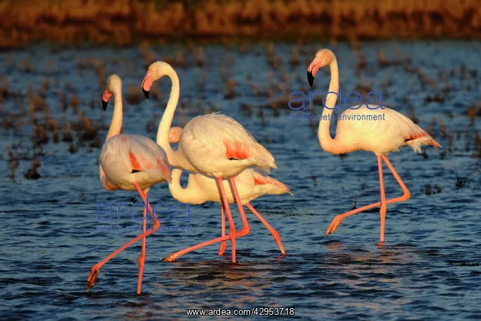 : Greater Flamingos : Greater Flamingos