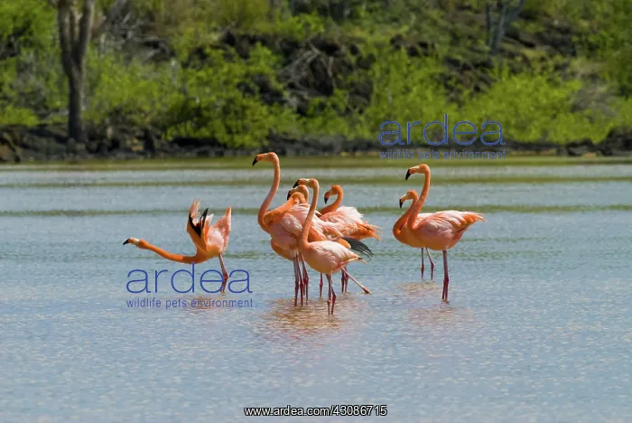 : Greater flamingos : Greater flamingos