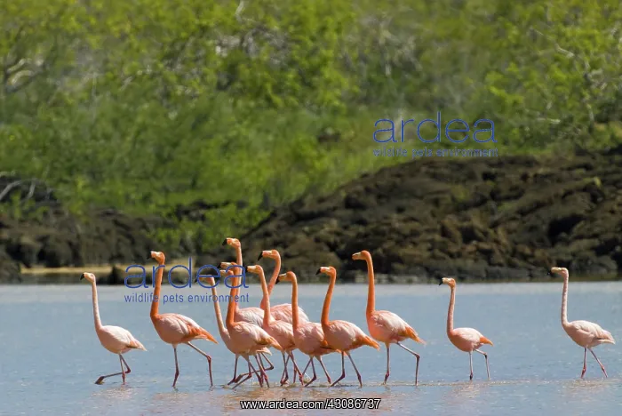 : Greater flamingos : Greater flamingos