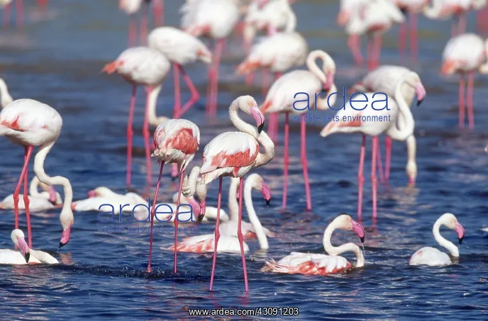 : Greater Flamingos : Greater Flamingos