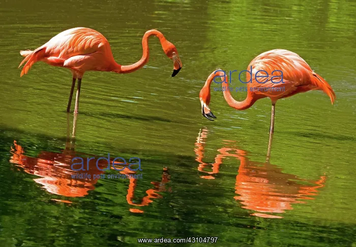 : Greater Flamingos : Greater Flamingos