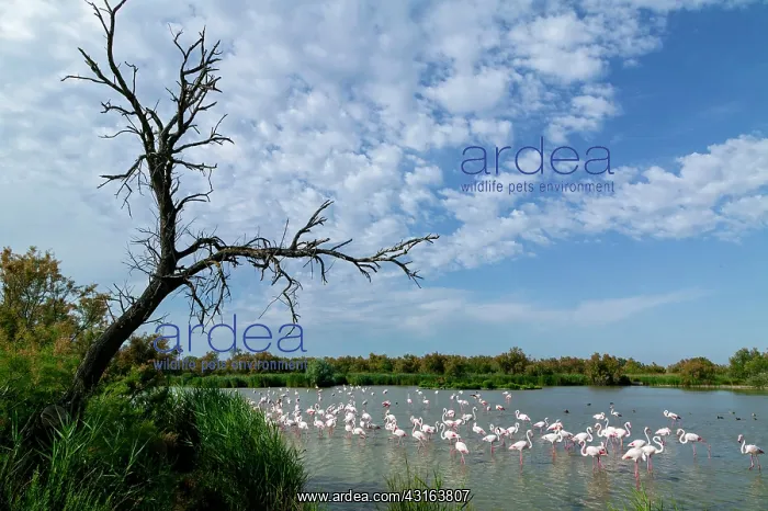 : Greater Flamingos - Bird Park Of Pont De Gau Camargue France : Greater Flamingos - Bird Park Of Pont De Gau Camargue France