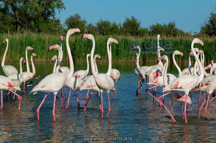 : Greater Flamingos - Bird Park Of Pont De Gau Camargue France : Greater Flamingos - Bird Park Of Pont De Gau Camargue France
