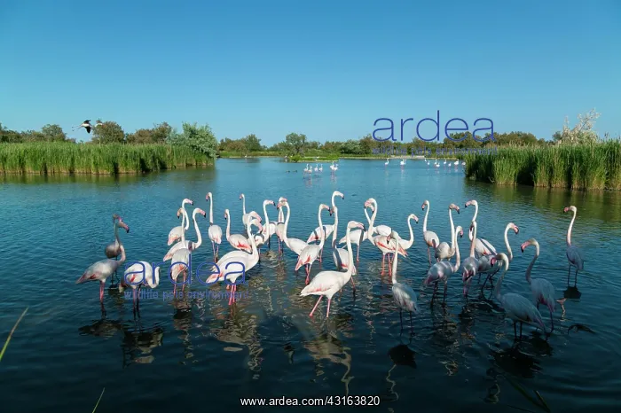 : Greater Flamingos - Bird Park Of Pont De Gau Camargue France : Greater Flamingos - Bird Park Of Pont De Gau Camargue France