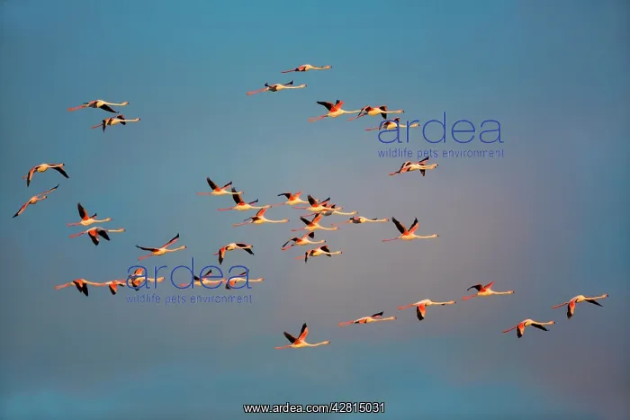 : Greater Flamingos - Camargue France : Greater Flamingos - Camargue France