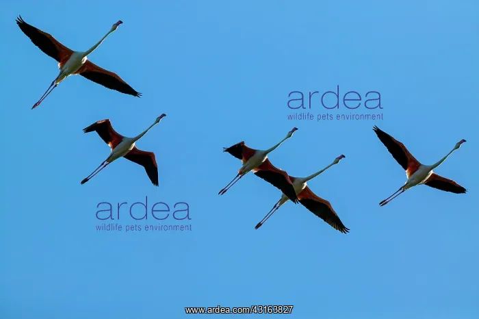 : Greater Flamingos - Camargue France : Greater Flamingos - Camargue France