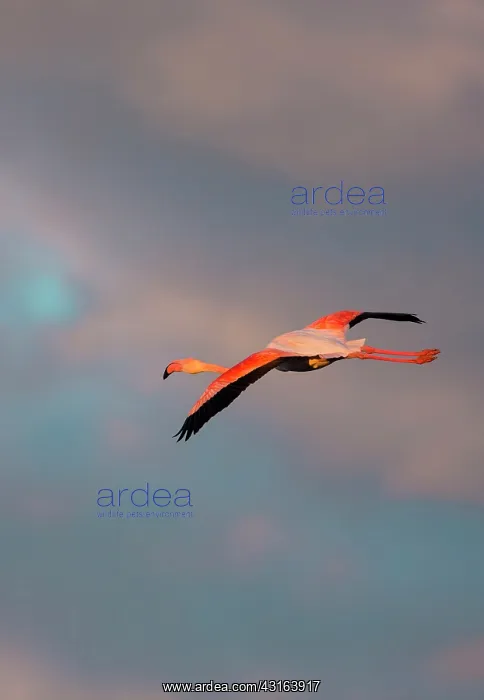 : Greater Flamingos - Camargue France : Greater Flamingos - Camargue France