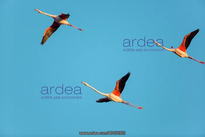 : Greater Flamingos - Camargue France : Greater Flamingos - Camargue France